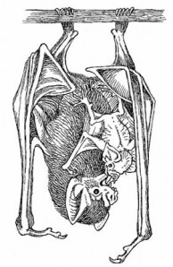 Hanging Bat