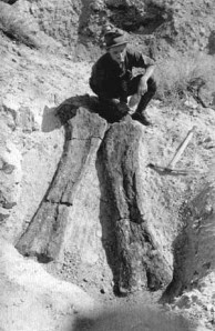 Dinosaur thigh bone