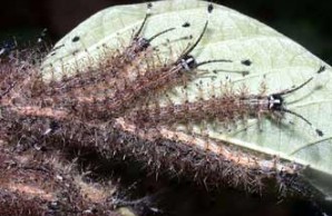 Lethal Fuzz slide show