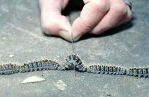 Lethal Fuzz slide show