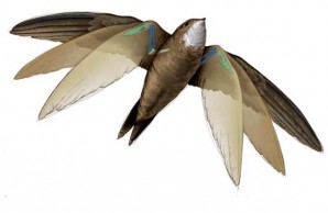Bird biomechanics 2