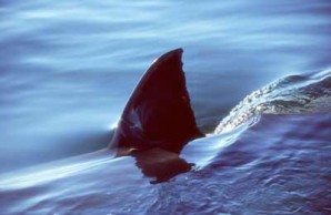 sharks