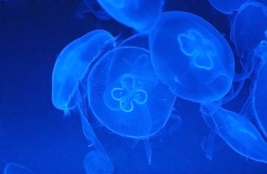 jellyfish