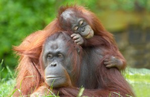 orangutan