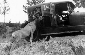 Yellowstone National Park Yellowstone National Park