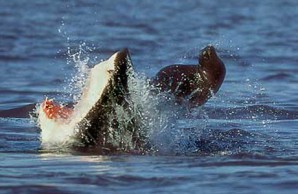 sharks