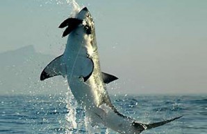 white shark