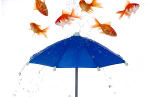 raining fish