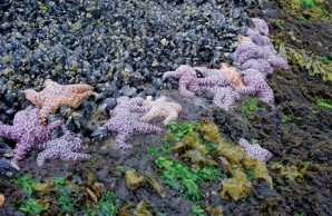 sea stars