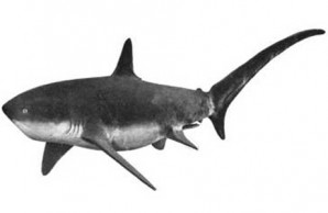 sharks attacks Jersey Shore