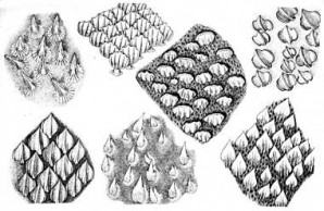 shark teeth