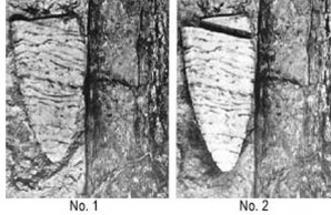 artifacts extinct bison