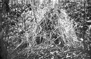 bower bird nest