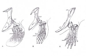 from fin to foot from fin to foot