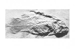 ancient fossil coelacanth (Undina) ancient fossil coelacanth (Undina)