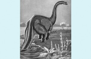 sauropod illustration sauropod illustration