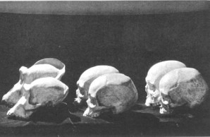 evolutionary changes in skulls evolutionary changes in skulls