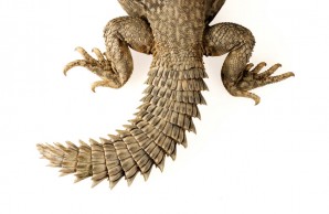 Tail of Uromastyx geyri