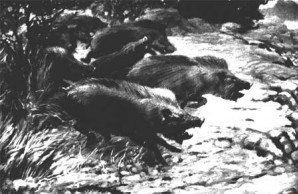Extinct Peccaries