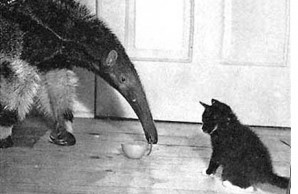anteater and cat