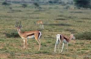 Female Grant's gazelles, Serengeti Plain