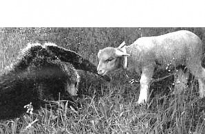 anteater and lamb