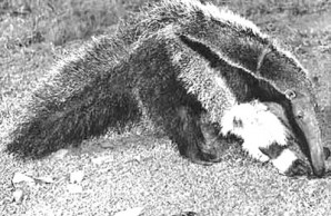 anteater looking for ants