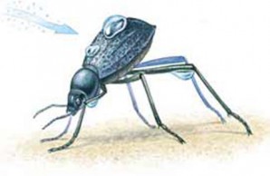 Namib beetle