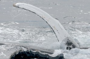 humpback whale and seal