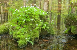 flowering wood sorrel
