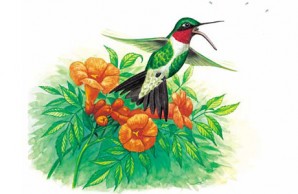 Ruby-throated hummingbird