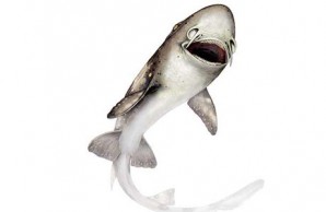 shark bites