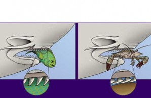 shark teeth diagram