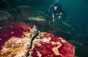 Dark ocean scene with diver in background and reddish stuff in foreground