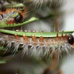 Lethal Fuzz slide show