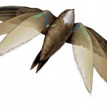 Bird biomechanics 2
