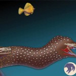 Moray eel