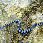 snakes