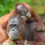 orangutan
