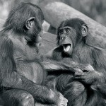 bonobos exhibit "play face"