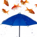 raining fish