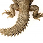 Tail of Uromastyx geyri
