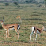 Female Grant's gazelles, Serengeti Plain