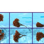 algae