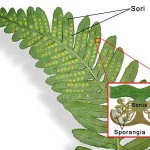 fern