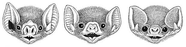 Three Species of Bats