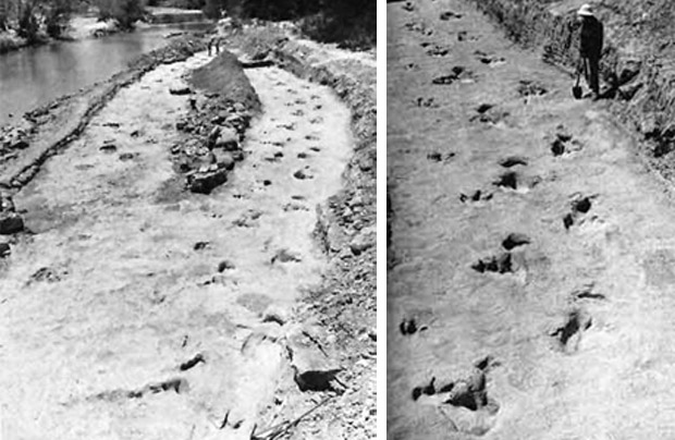 two dinosaur paths